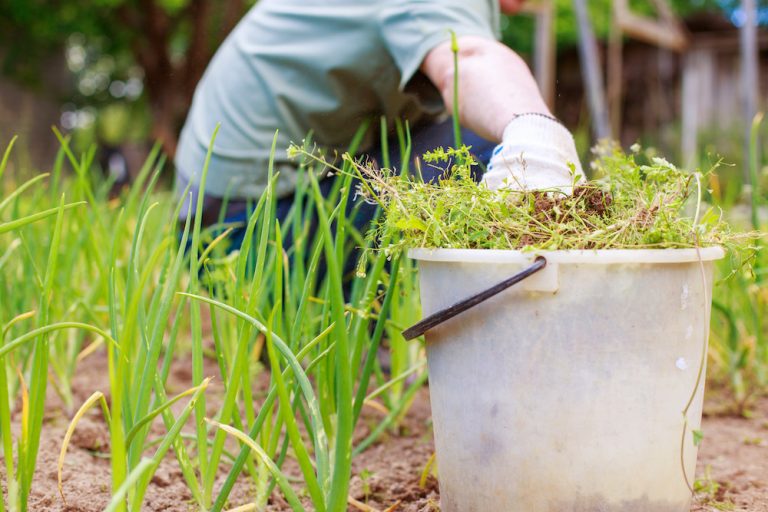 How to Clear a Garden Full of Weeds 6 Ways to Breathe Life Back Into