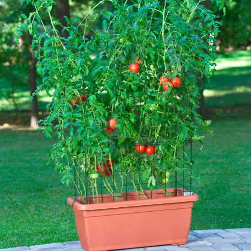 epsom salt mixture for tomato plants